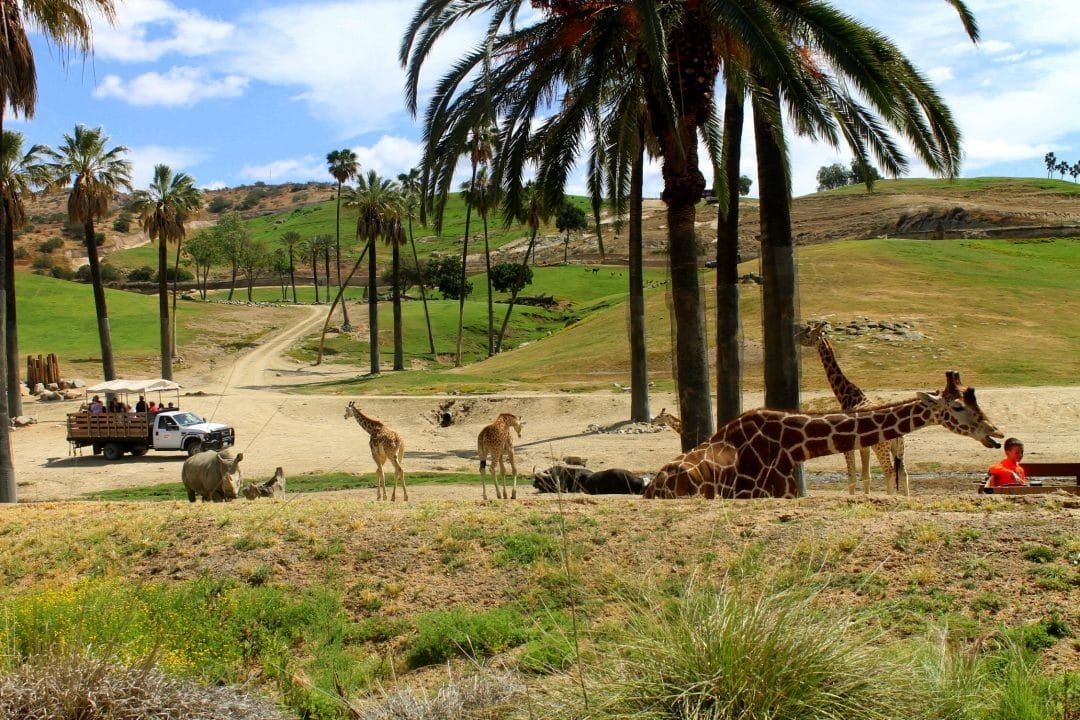 Giraffes and rhinos grazing in the shade of some palm trees at San Diego Safari Park.