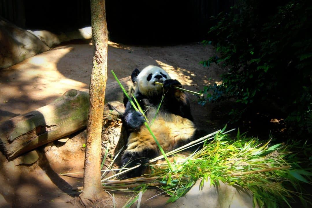 A panda chews on a piece of bamboo under dappled sunlight.