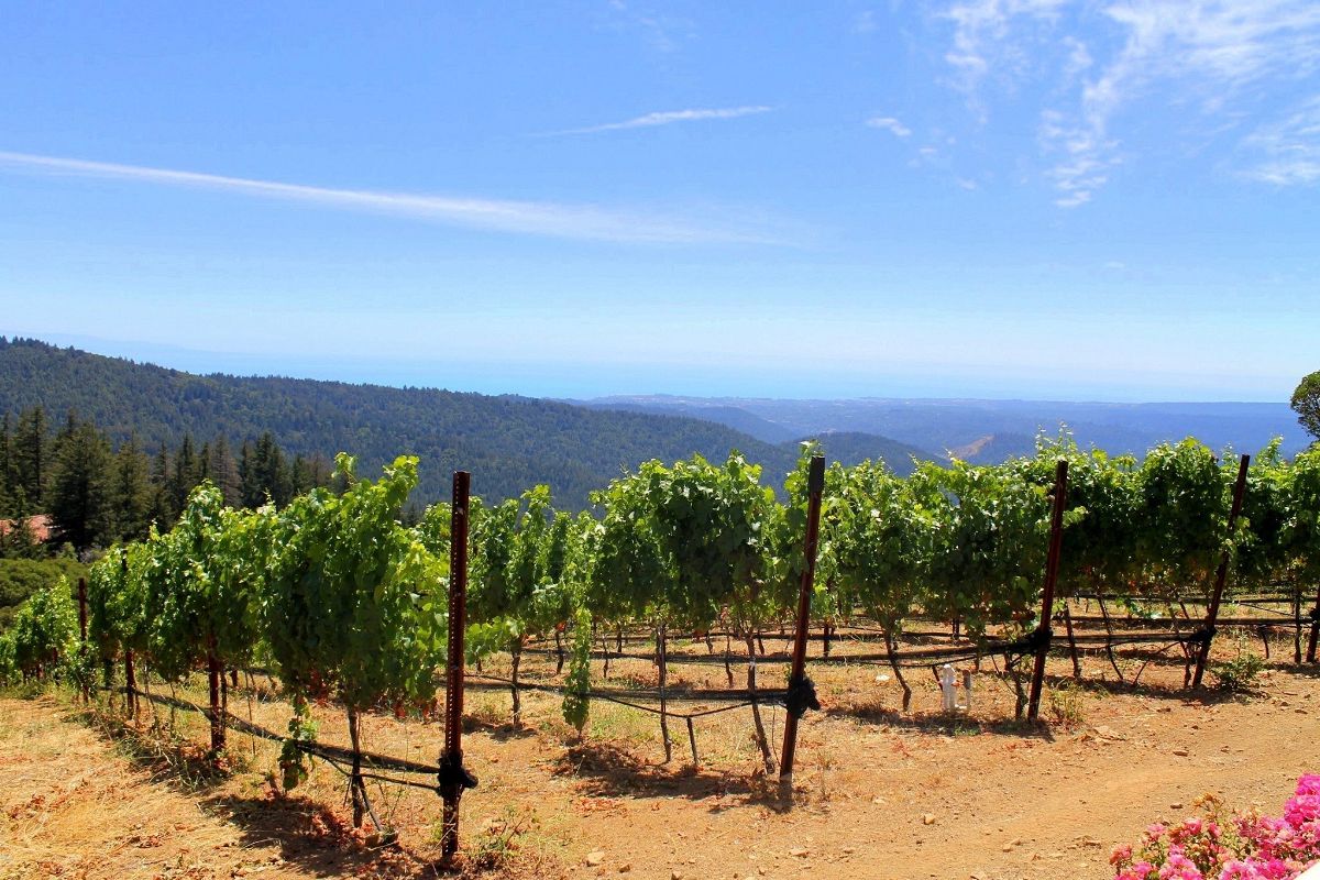 How to Spend a Day in San Jose, California | Things to do Near San Jose | South Bay Santa Cruz Mountain Wineries