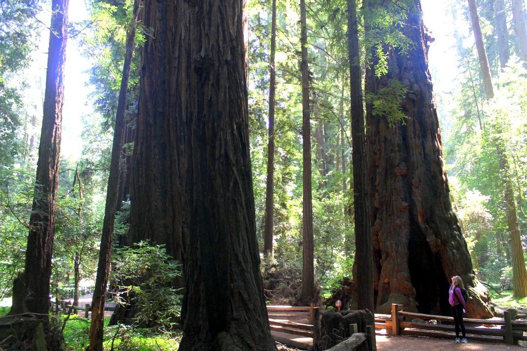 Henry Cowell State Park - old growth forest