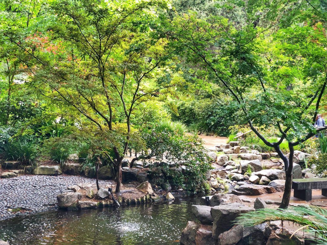 Leafy trees surrounding a duck pond at Descanso gardens.