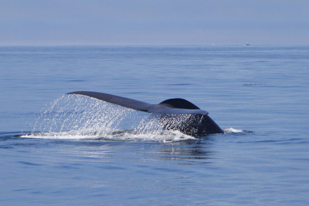 Activities in Santa Cruz, Whale Watching in the Monterey Bay, California