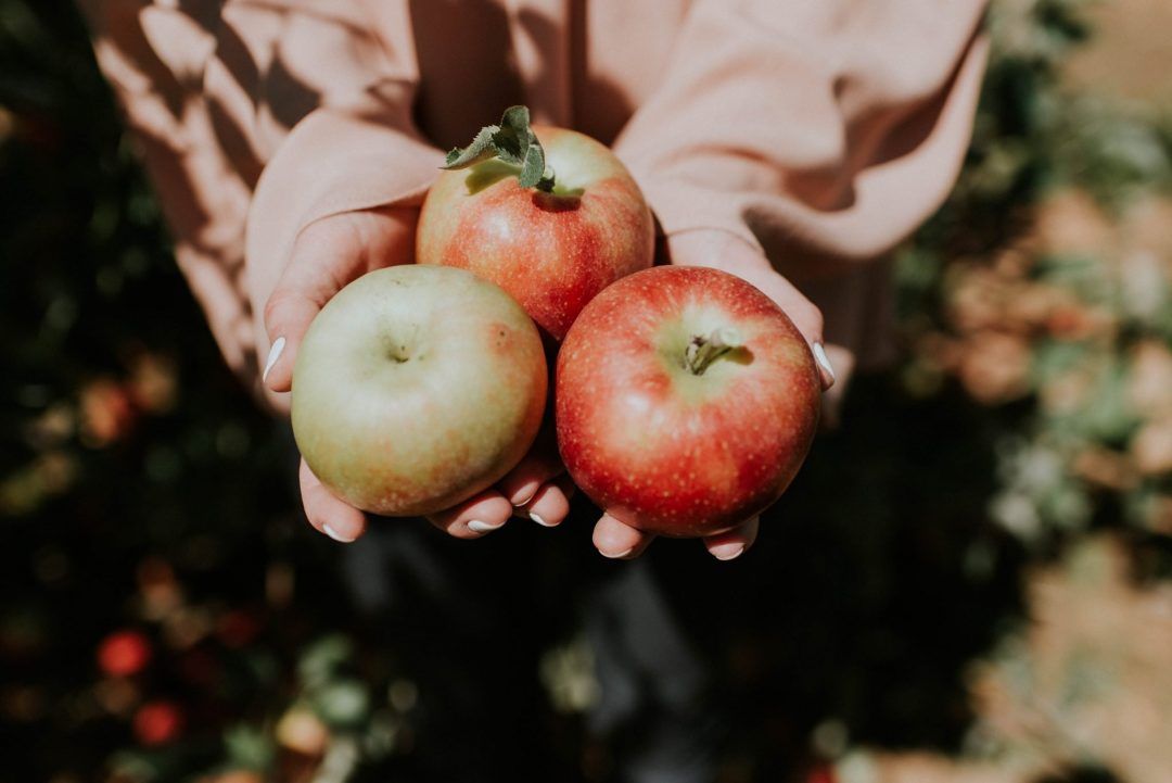 best day trips from sacramento, california - apple hill