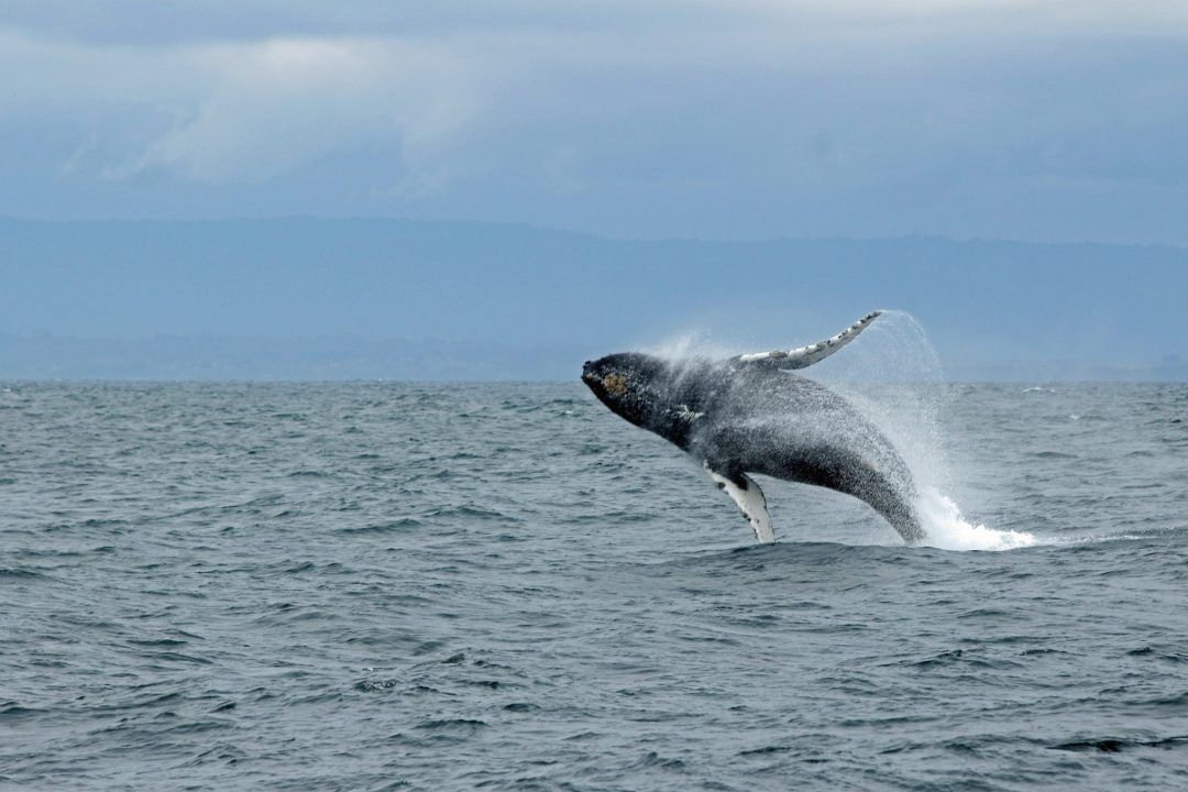 what to do in santa cruz ca - whale watching cruise
