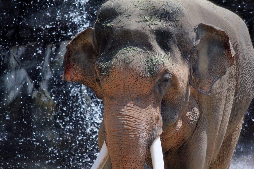 An elephant spraying itself with water at the LA Zoo.