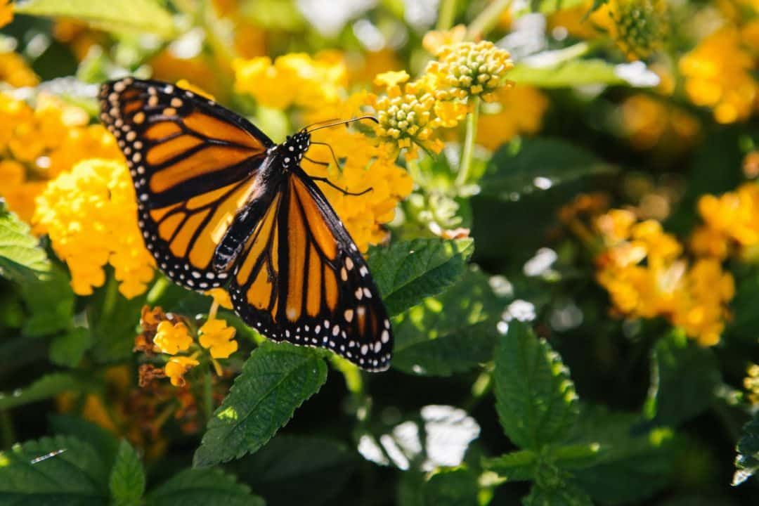 free things to do in santa cruz - monarch butterflies at natural bridges state park