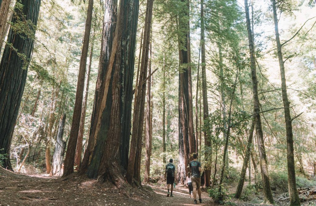 places to see redwoods near san francisco