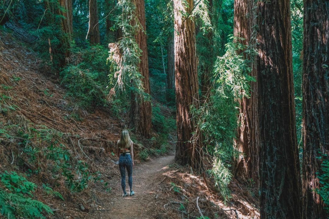 A woman walks along a path on a fern-studded hillside in the shade of tall redwoods.