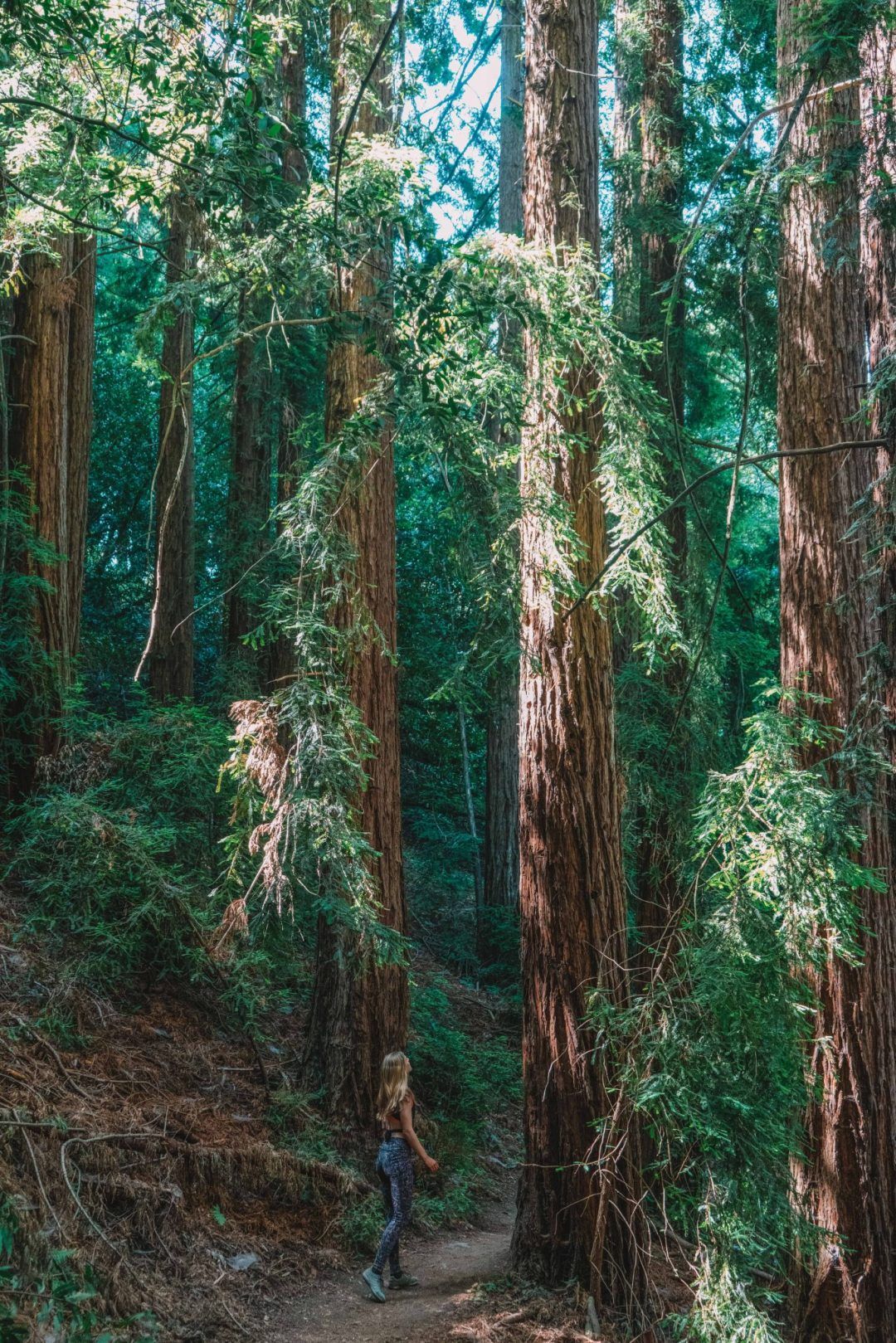 A woman in leggings walking down a path and looking up to see redwood trees near San Francisco.
