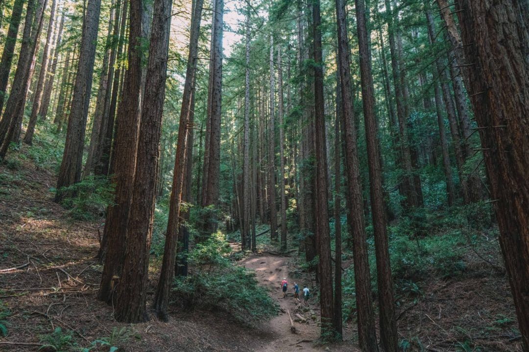 People walking in the distance on a trail in the shade of tall redwoods.