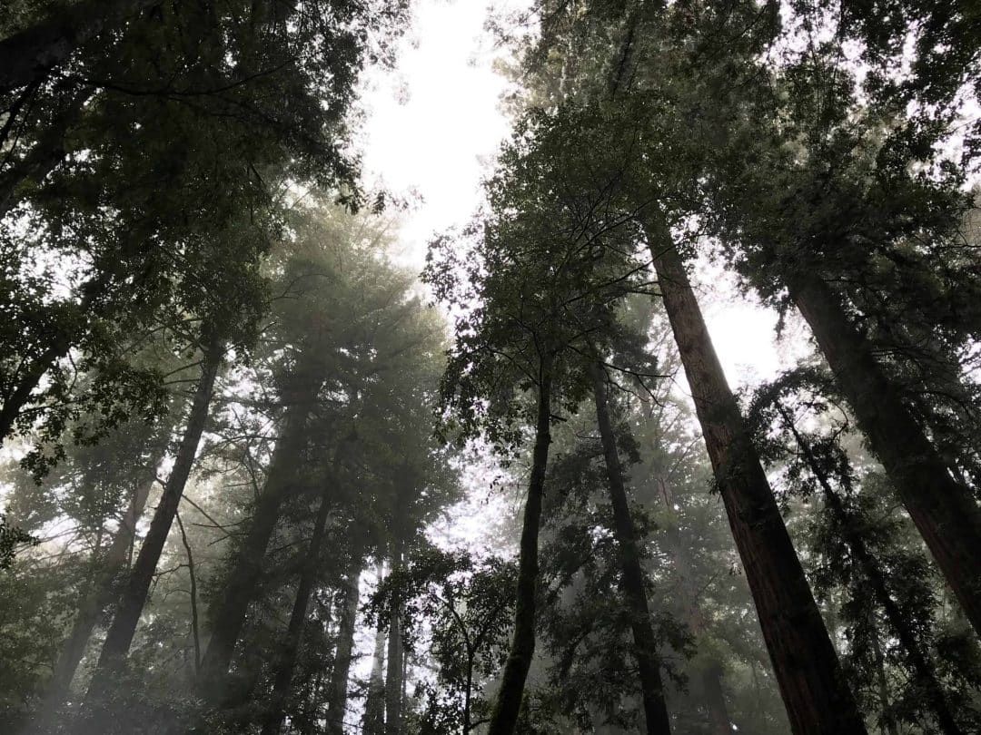 Mist filtering through the trees in Portola redwoods state park.