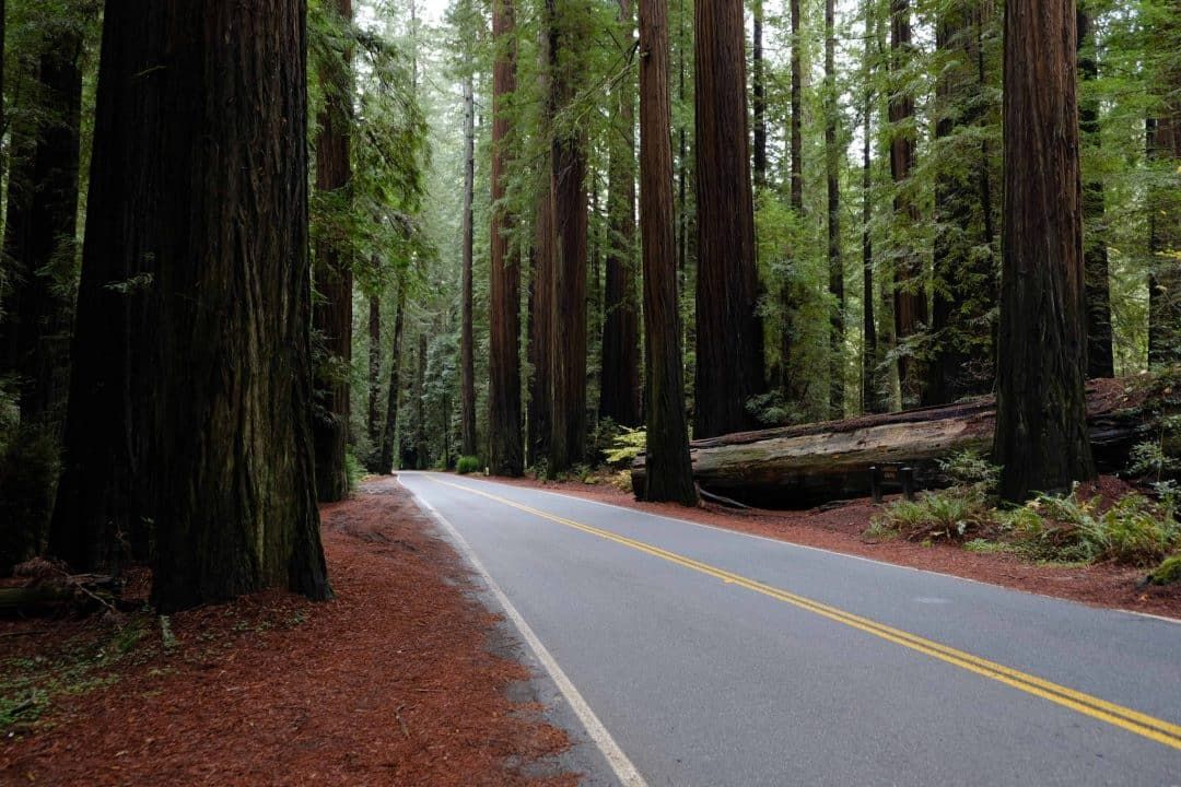 A paved road running through the avenue of the giants in Humboldt redwoods state park.
