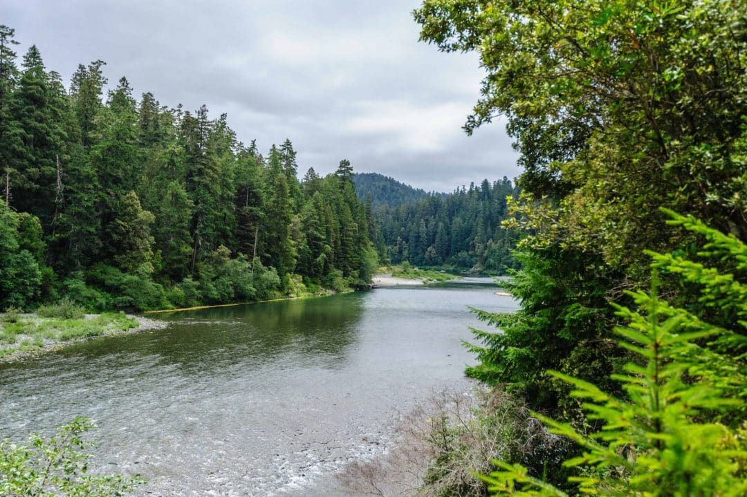 A wide, calm river lined by trees in Jedediah smith redwoods at Redwoods national park.