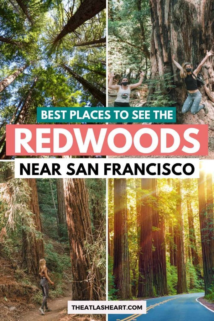 where to see the redwoods near san francisco