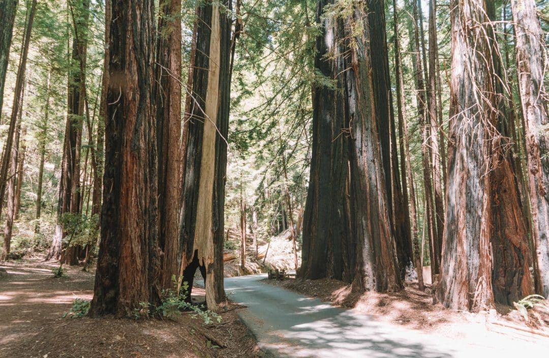 how to get to big basin state park