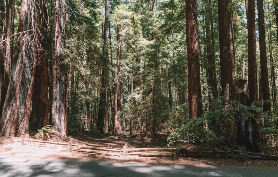 where to stay in big basin redwoods