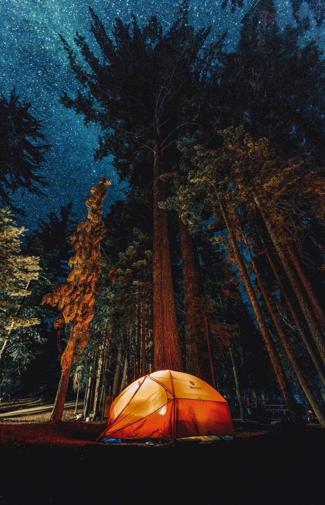 An orange, 6-person family camping tent illuminated with light amidst tall trees with a starry night sky above.