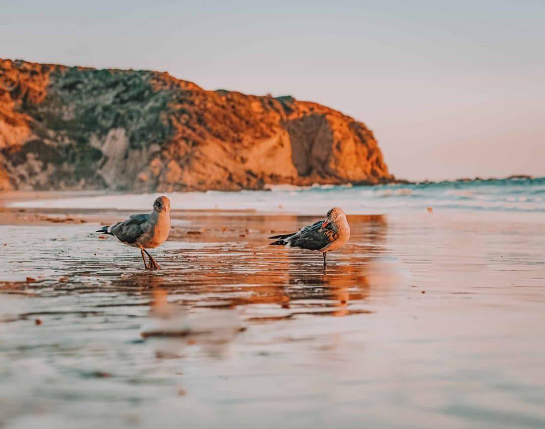 Two grey seagulls walk on wet sand on a beach in the warm light of a sunset, with sandstone cliffs in the background.