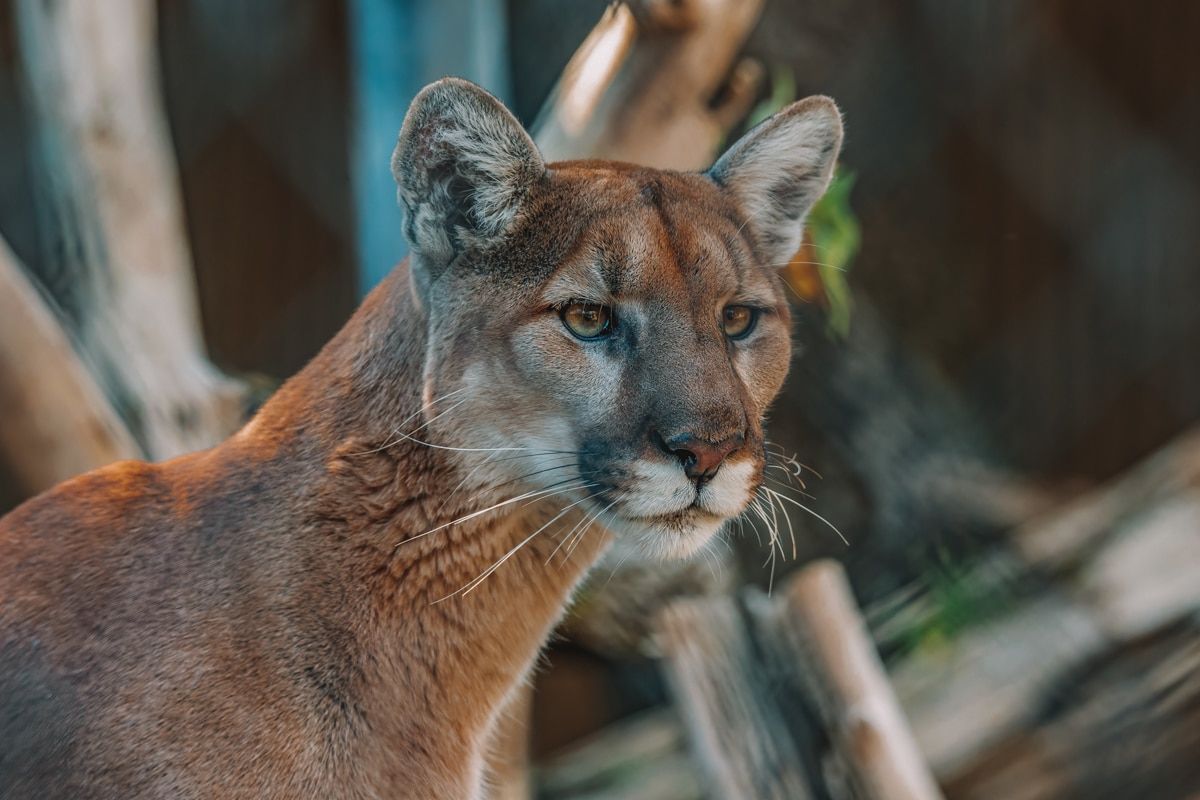 A close-up of a mountain lion's face in a zoo.