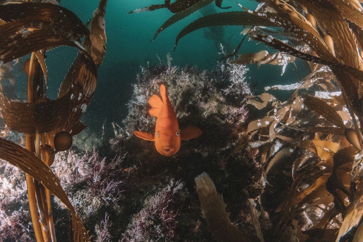 An underwater scene with an orange fish seen head-on amongst seaweed and reefs.