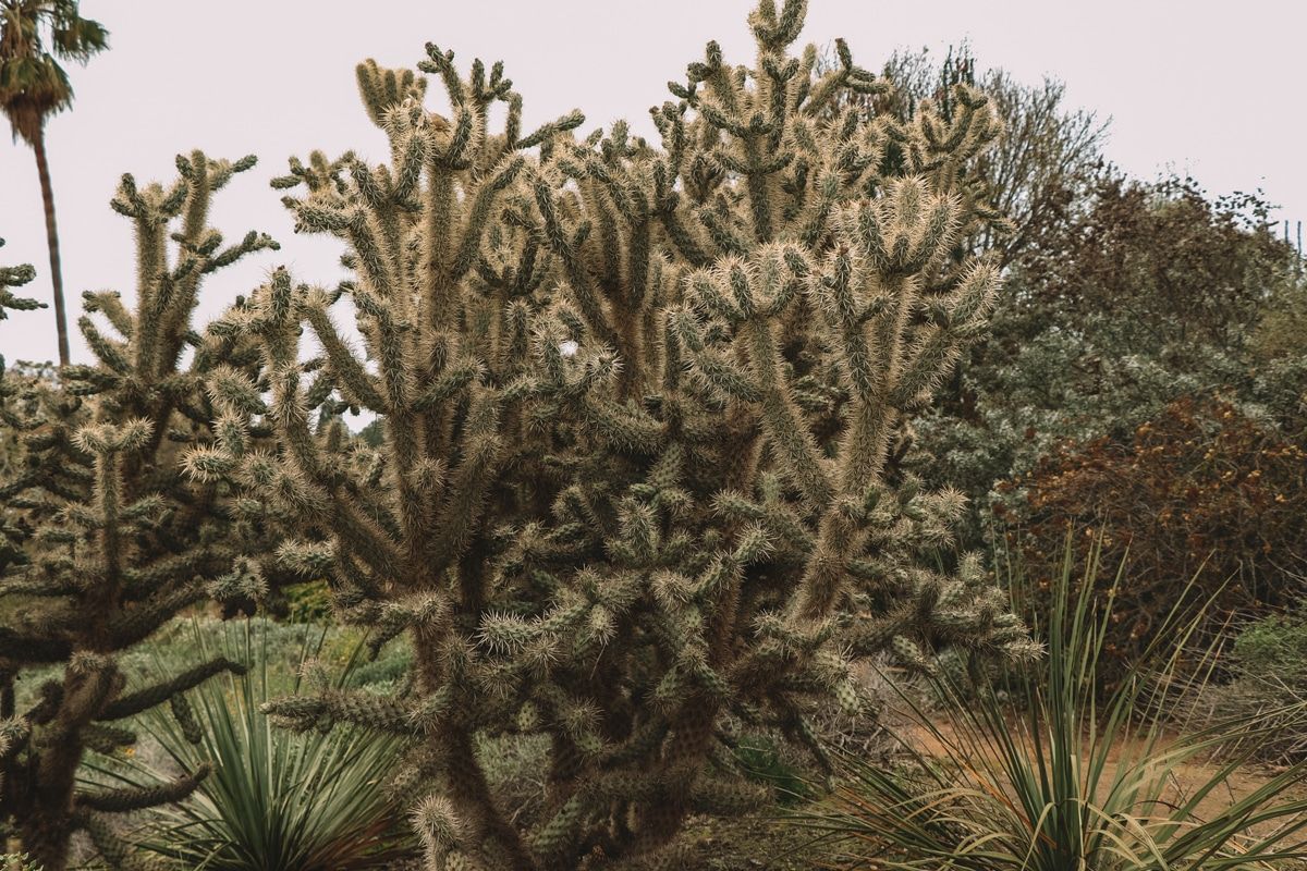 A large cactus bush at the Fullerton Arboretum, with an overcast sky beyond.