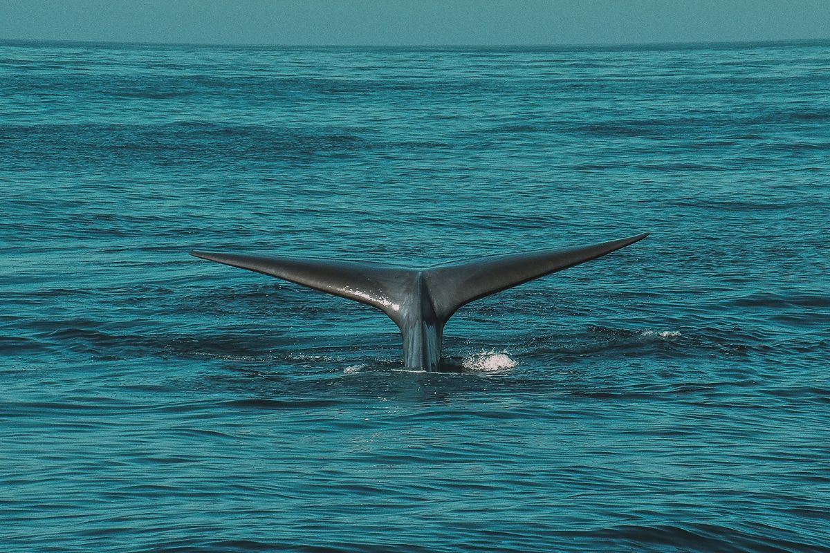 A whale's tail sticking out of relatively calm ocean waters.