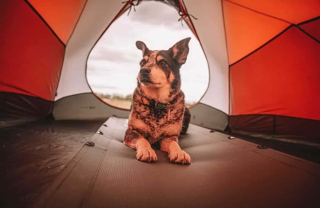 A black and white dog sitting inside an orange tent.