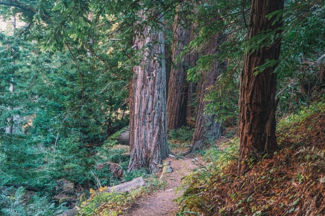 A narrow path winds through redwoods on a gentle slope in Big Sur.