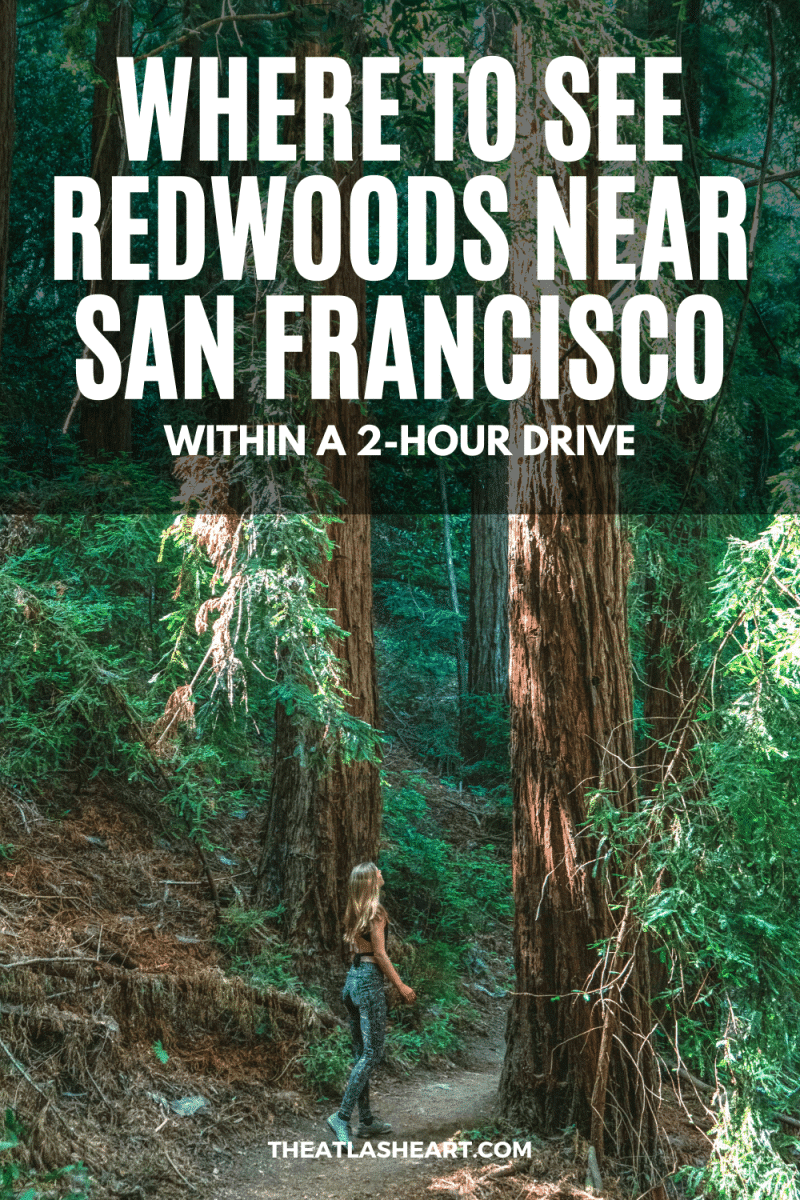 Where to See the Redwoods Near San Francisco Pin 1