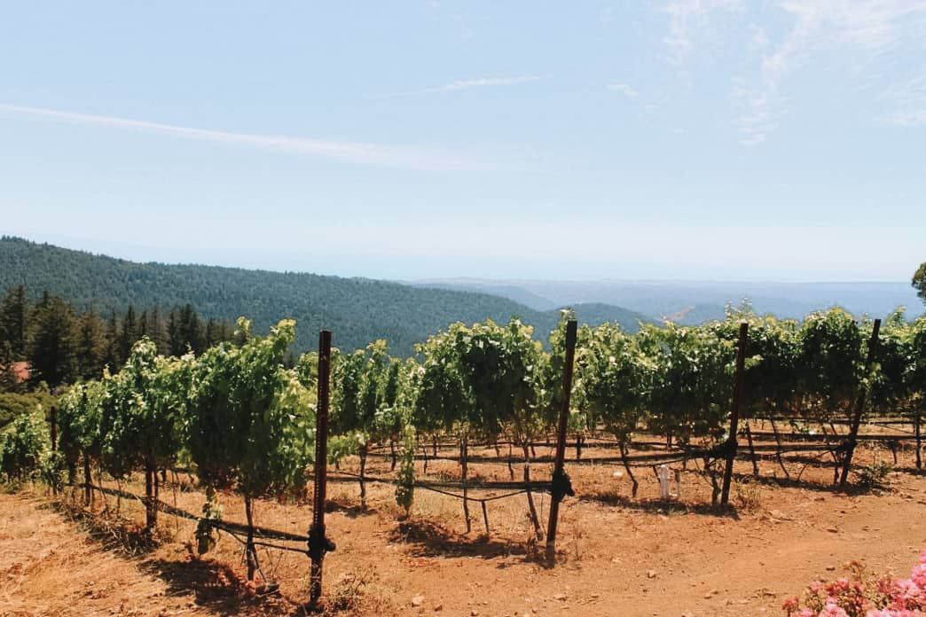 An intro to the Santa Cruz Mountain Wineries