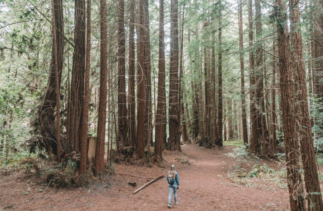 old growth loop trail at nisene marks state park