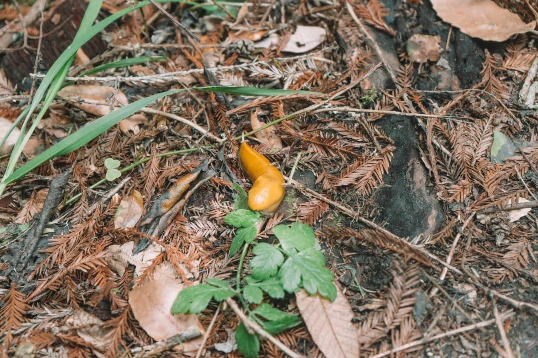 banana slugs in the santa cruz redwoods