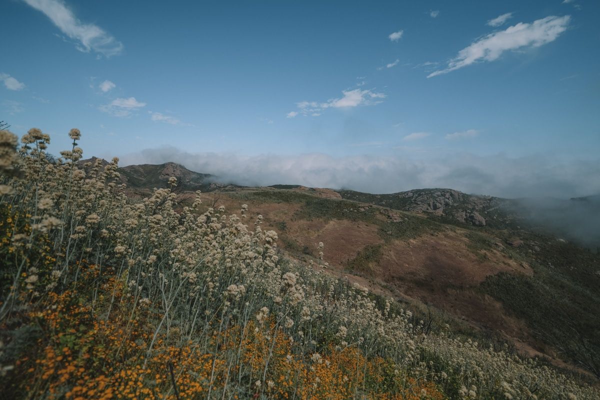 A close-up of California wildflowers, with fog coming over rolling golden hills in the background at Sandstone Peak.