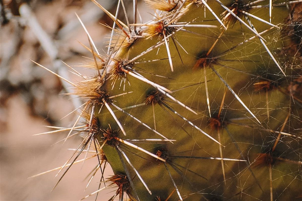 A close-up image of a cactus.