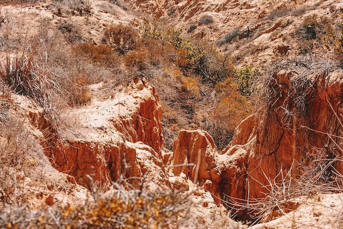 Dry desert vegetation and reddish rocks in Torrey Pines.