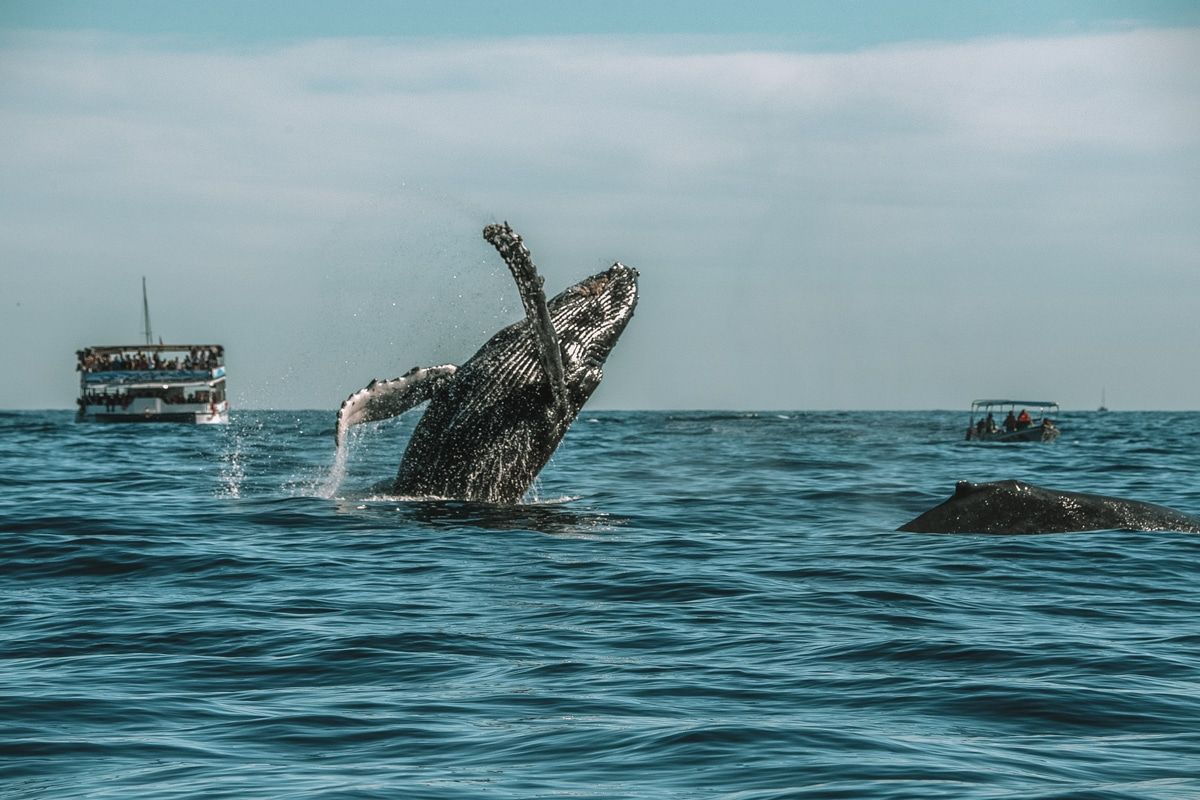 A hump-backed whale leaps out of the ocean while two boats watch.