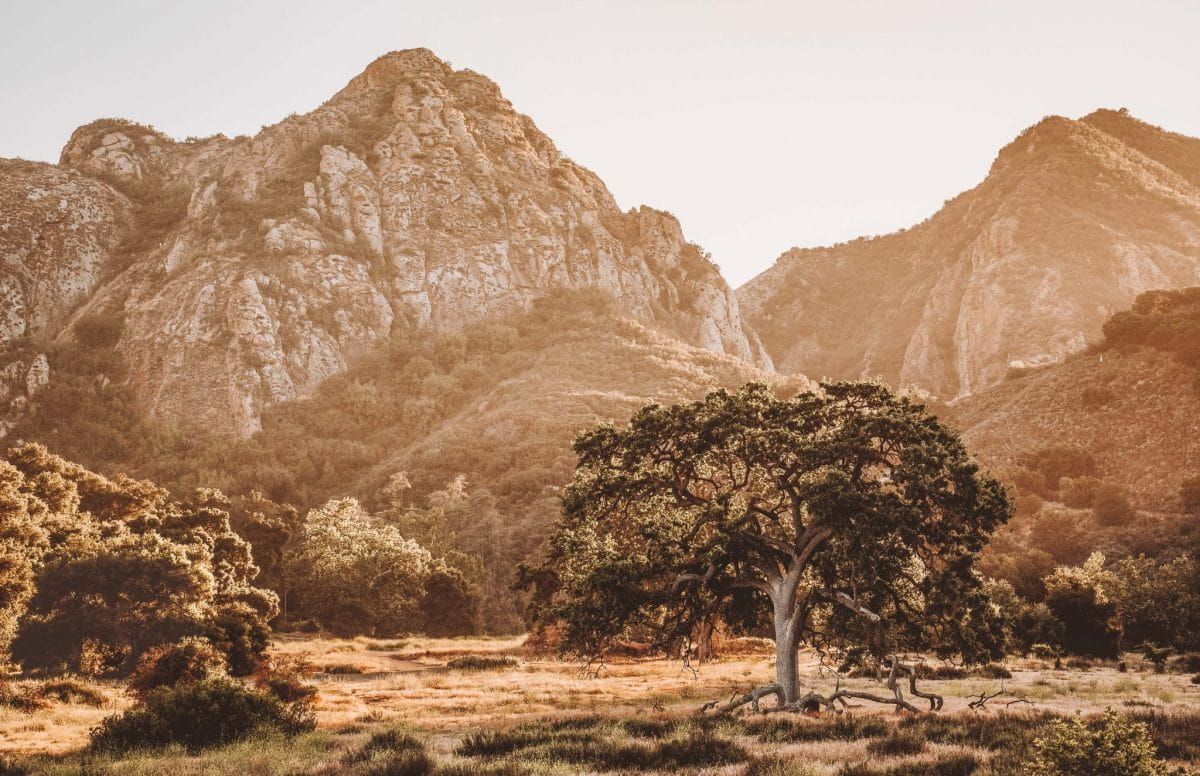 An oak tree  bathed in golden light in Malibu Creek Park, with the rocky peaks of the Santa Monica Mountains in the background.