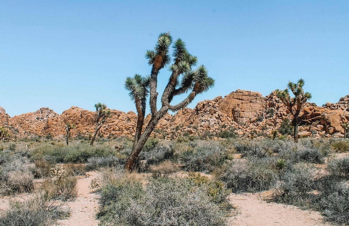 One day in Joshua Tree National Park