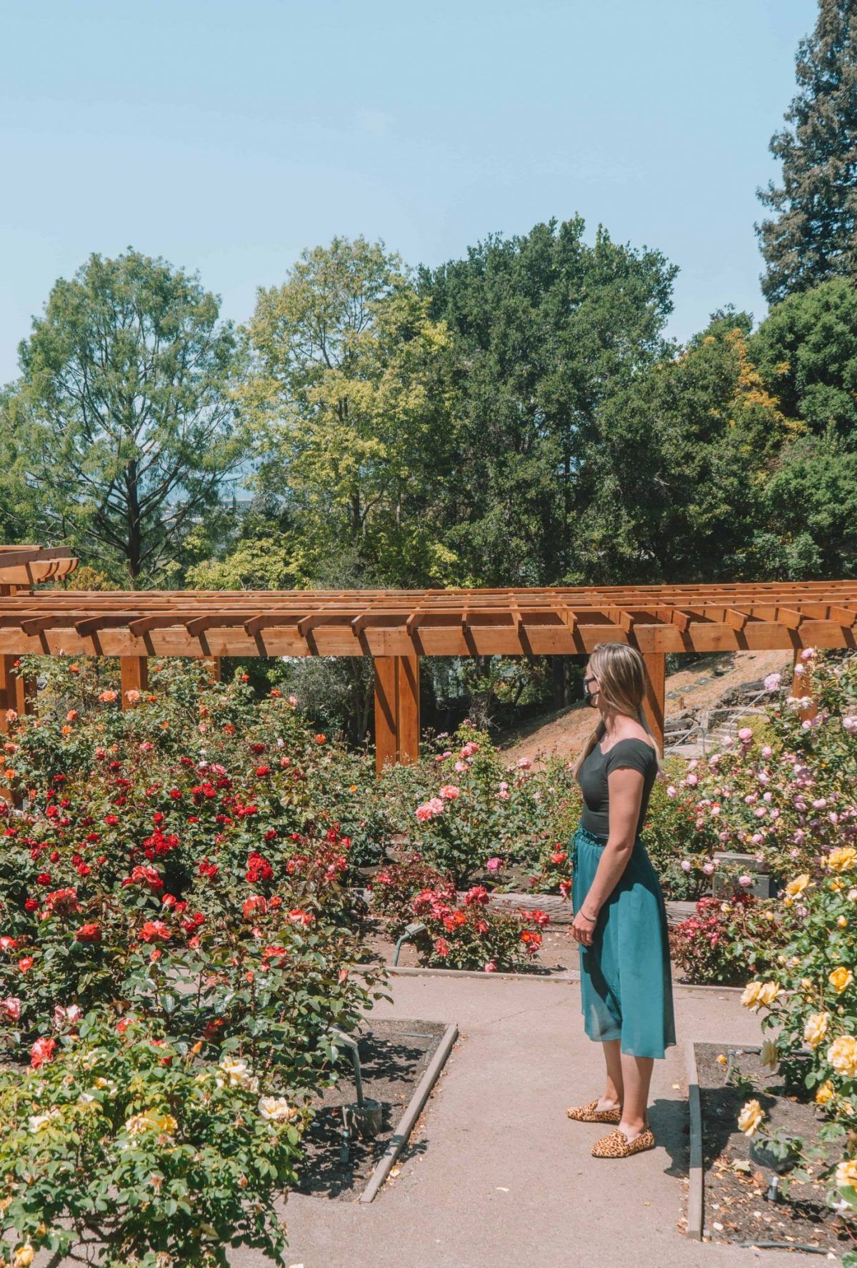 A woman looking towards a rose garden while wearing Birdies The Starling cheetah print shoes.