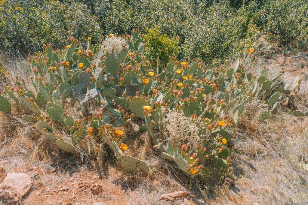 catalina island desert flora