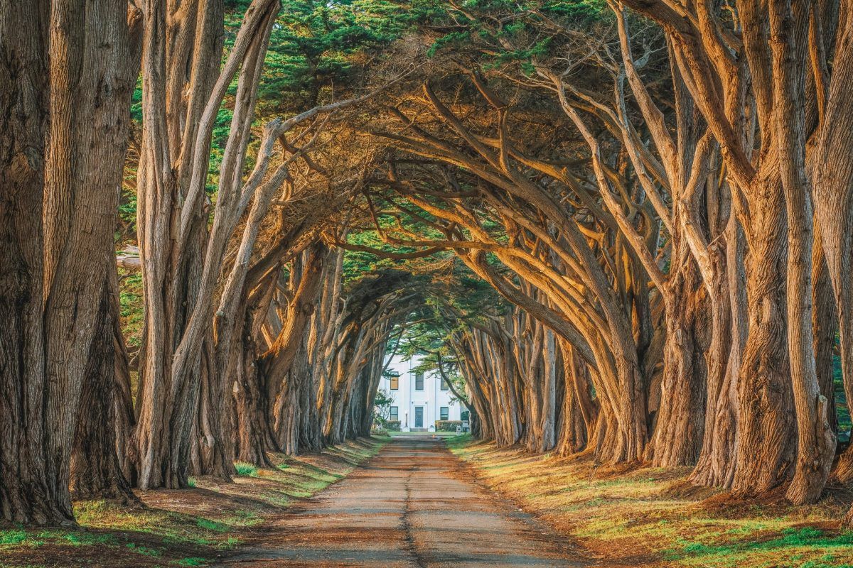 Walk Through the Cypress Tree Tunnel