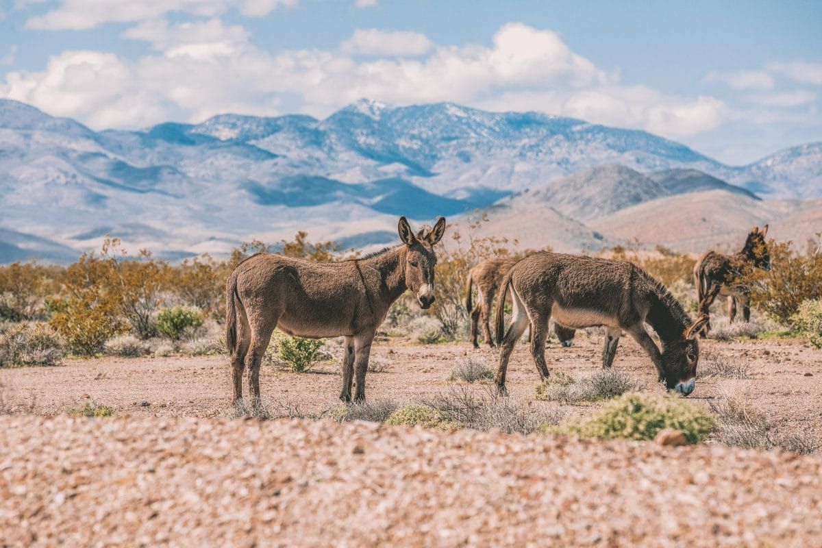 Spot Some Wild Burros in Death Valley National Park