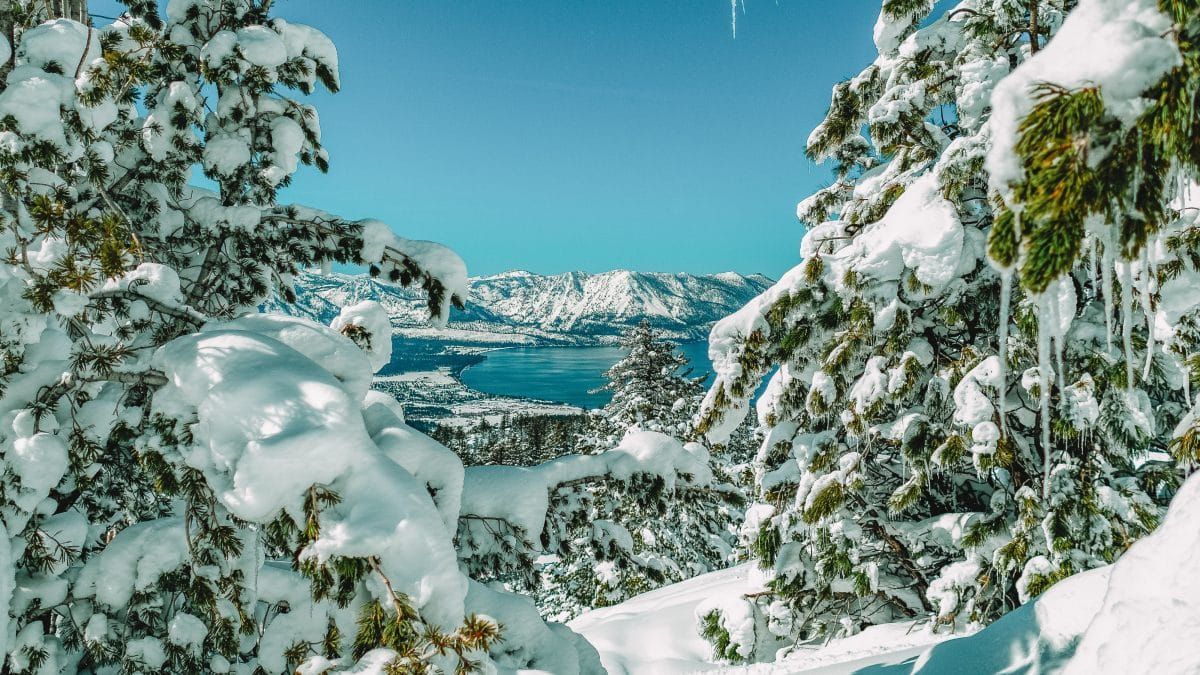 A view through snowy everygreens overlooking Lake Tahoe, with snowy mountains and a clear blue sky in the distance.