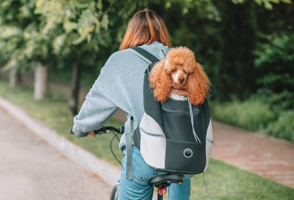 A brown toy poodle stick its head out of a dog backpack worn by a young woman on a bicycle.