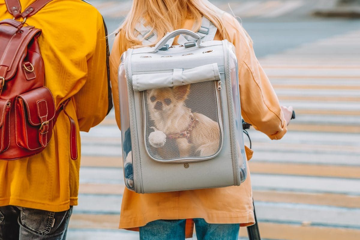 A small dog looks out of the mesh window of a grey dog backpack as it rides on its owner's back.