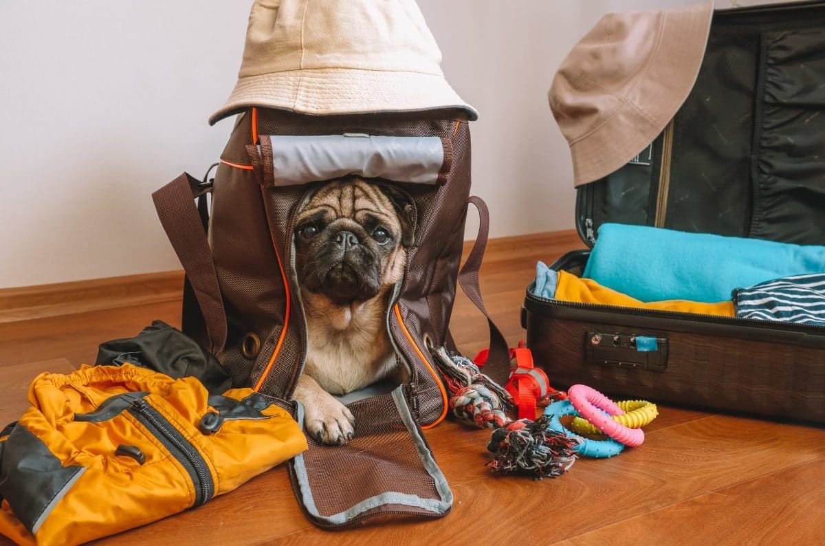 A pug sits inside of a brown dog backpack on a bedroom floor, with belongings strwen around.