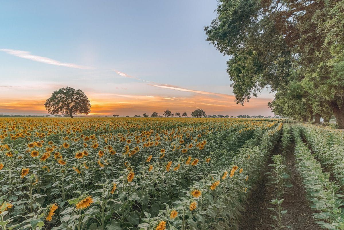 sunflower fields in california