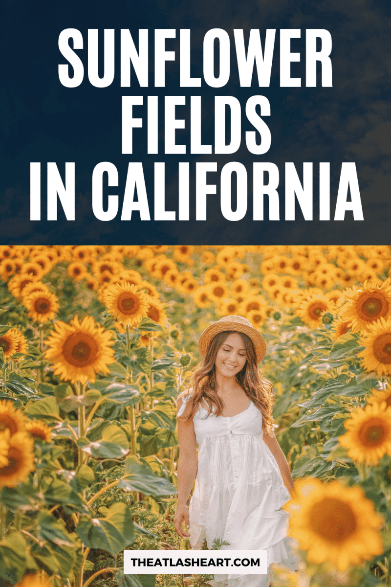 Sunflower Fields in California Pin 1