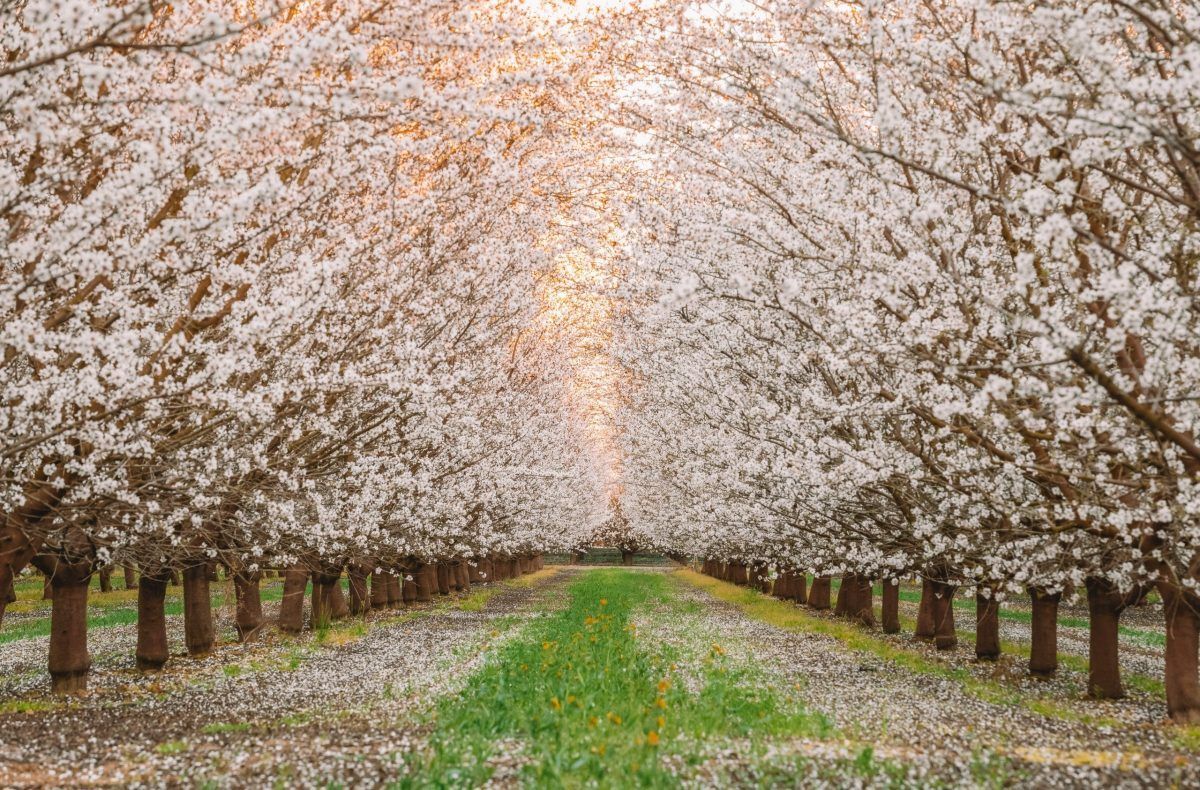 Almond-Blossoms-Fresno