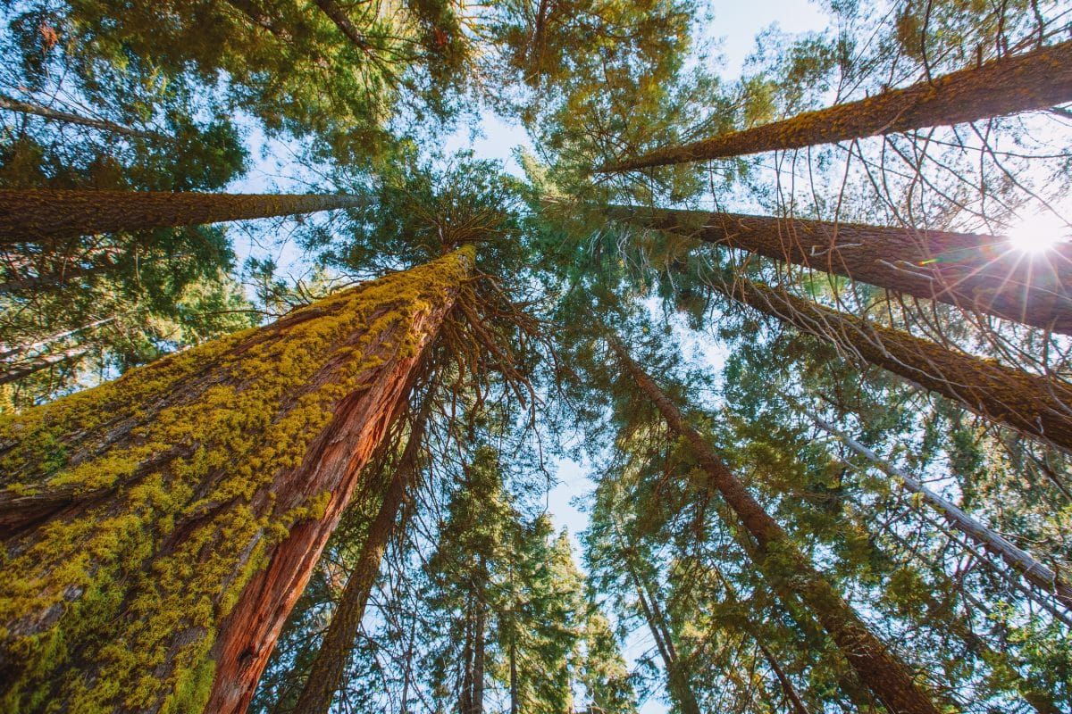 Alternative to the Giant Sequoia Trees
